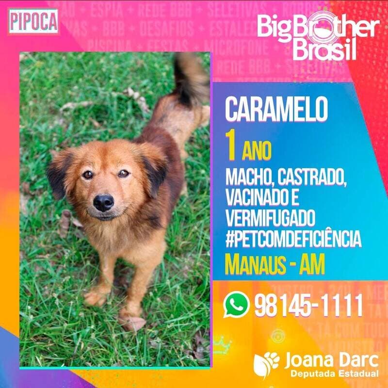 Inspirada no BBB, deputada lança campanha de adoção de animais