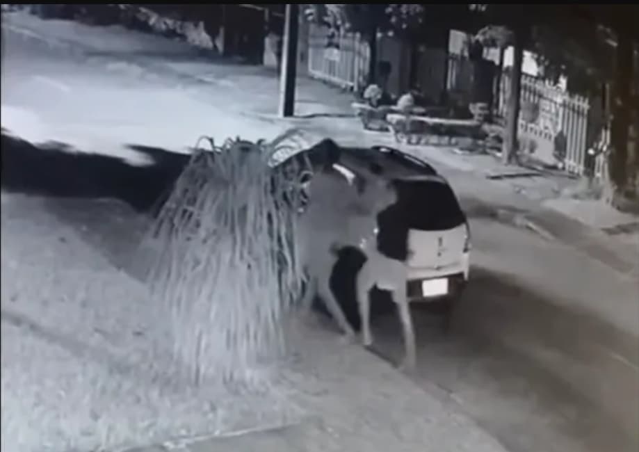 Novo vídeo da agressão ao morador de rua é divulgado. Veja