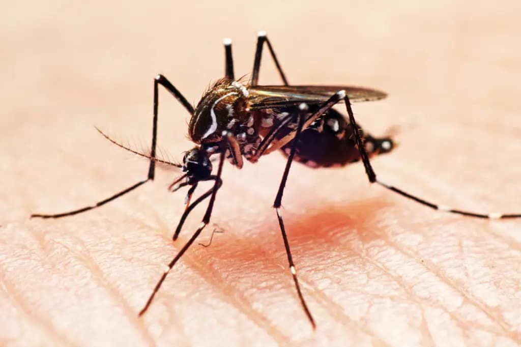 Casos de dengue crescem 43,9% no Brasil em 2022, diz Ministério da Saúde