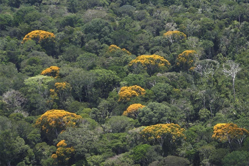 Gigantes da Amazônia: especialistas explicam como as árvores fazem o papel de ‘guardiãs do clima’