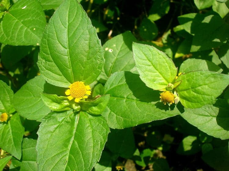 “Tremidão”: Planta da Amazônia vira estimulante sexual; descubra qual