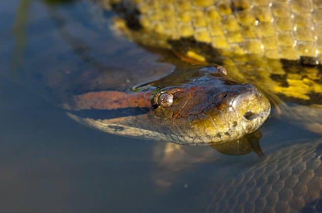 Cinco espécies de cobras amazônicas para te dar pesadelo