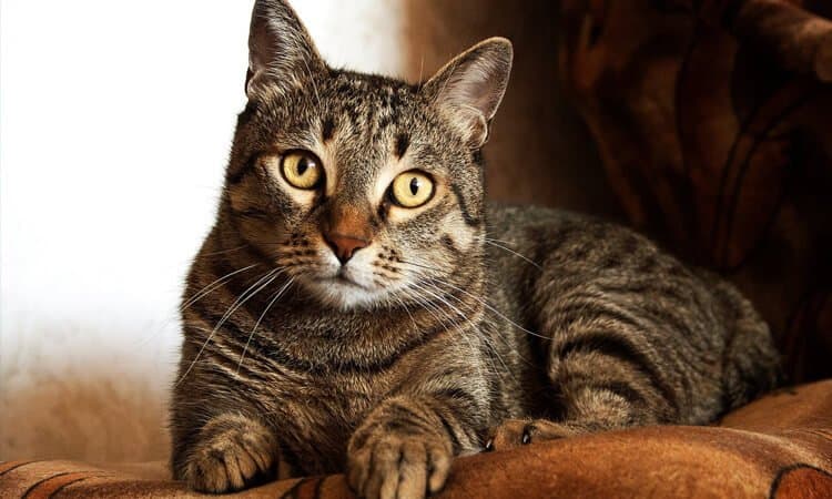 Conheça 6 texturas que gatos não gostam