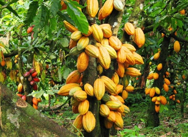 Lei amplia incentivos ao cacau brasileiro e aposta em produção sustentável e mercado global