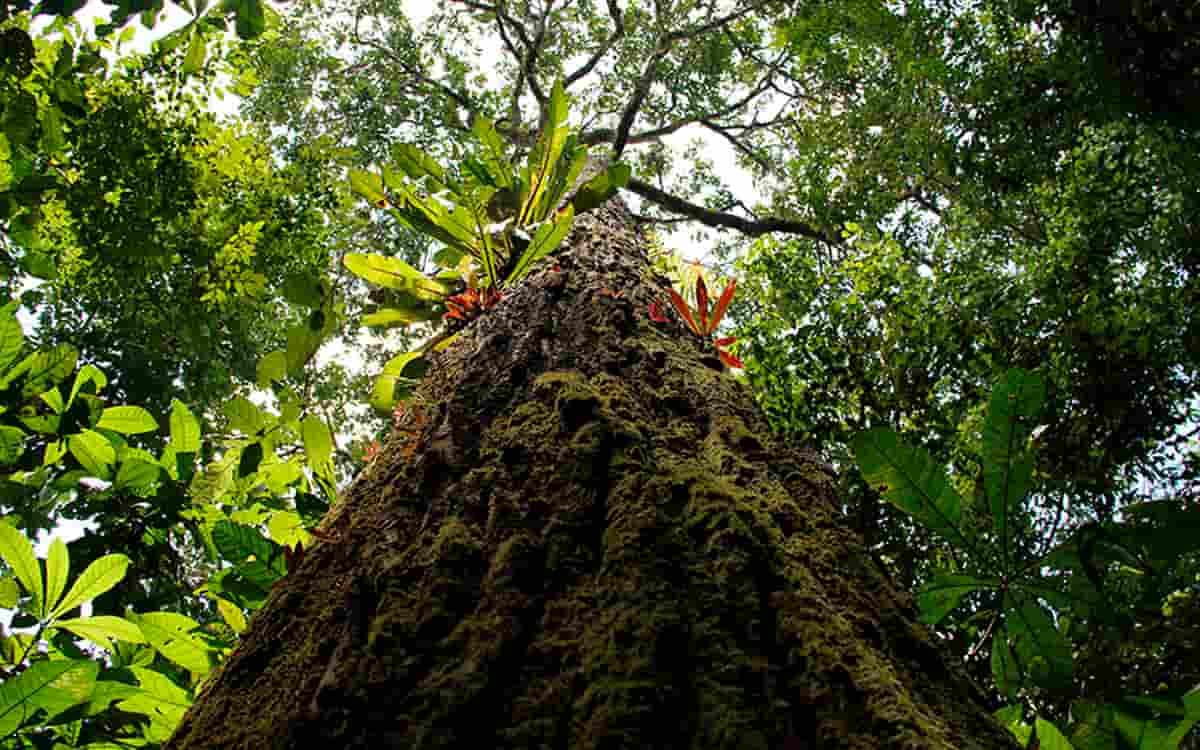 Crise climática diminui produção de castanha-do-pará na Amazônia