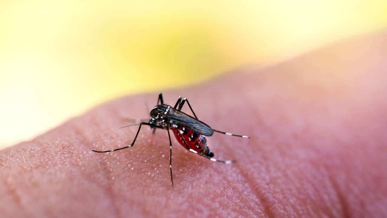 Ministério da Saúde define nesta semana o calendário da vacinação contra dengue