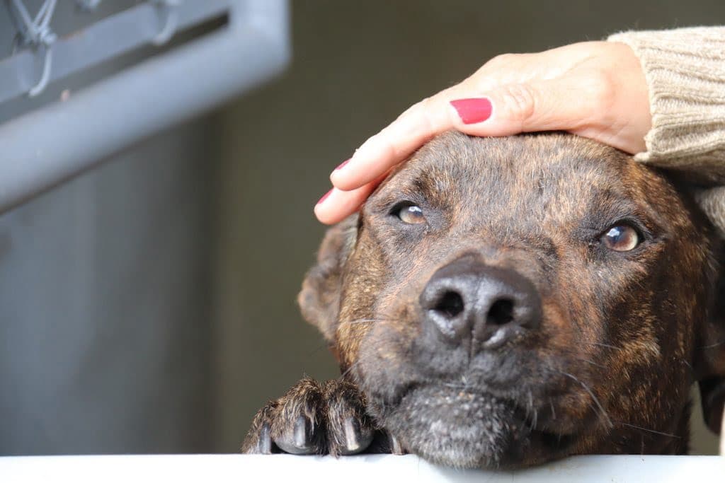 Bem-estar animal será ensinado nas escolas da rede pública