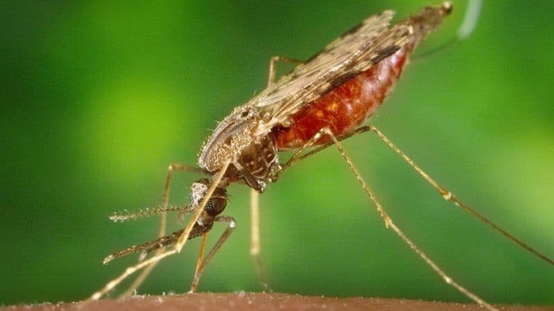 Tecnologia rastreia presença de malária em doadores de sangue no AM