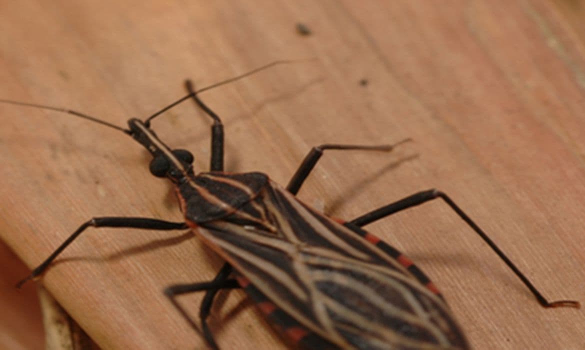 Doença de Chagas: mudança genética beneficia indígenas da Amazônia