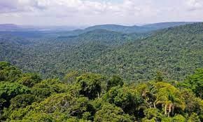 Reino Unido anuncia R$ 12 milhões para monitorar CO2 na Amazônia