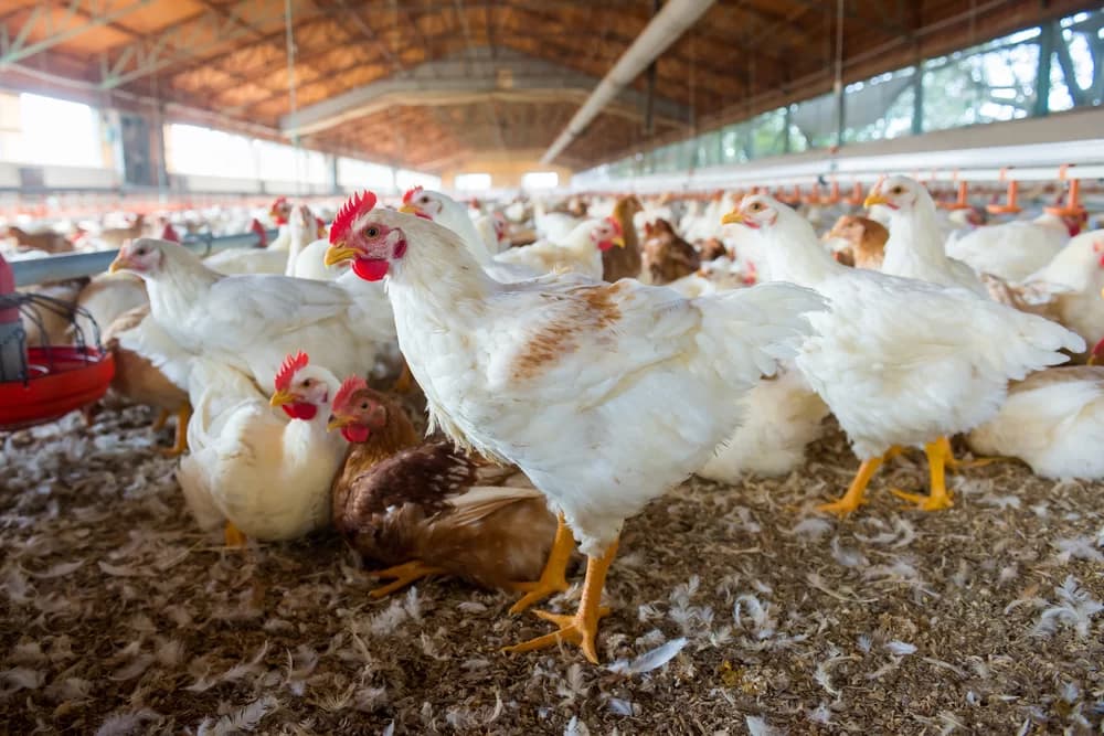 Gripe aviária: Uruguai e Chile suspendem importações de frango do Brasil