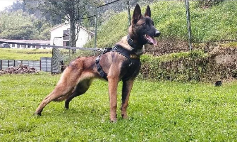 General colombiano diz ser “pouco provável” encontrar o cachorro Wilson