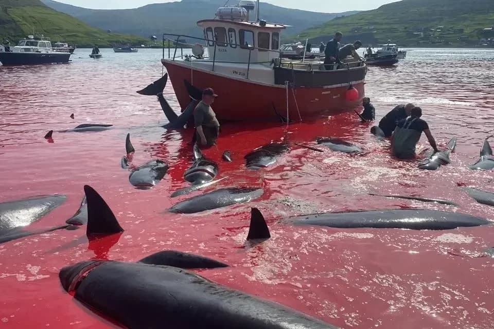 CENAS FORTES: Massacre no mar, mais de 500 golfinhos são mortos por caçadores