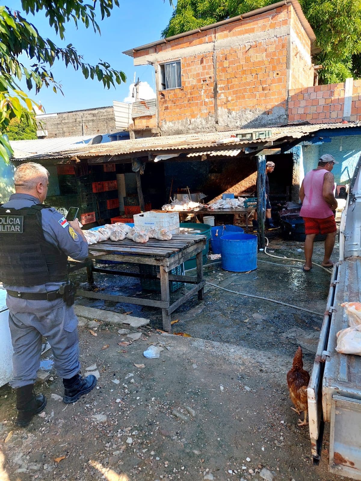 Após denúncia, abatedouro clandestino de aves é interditado em Manaus