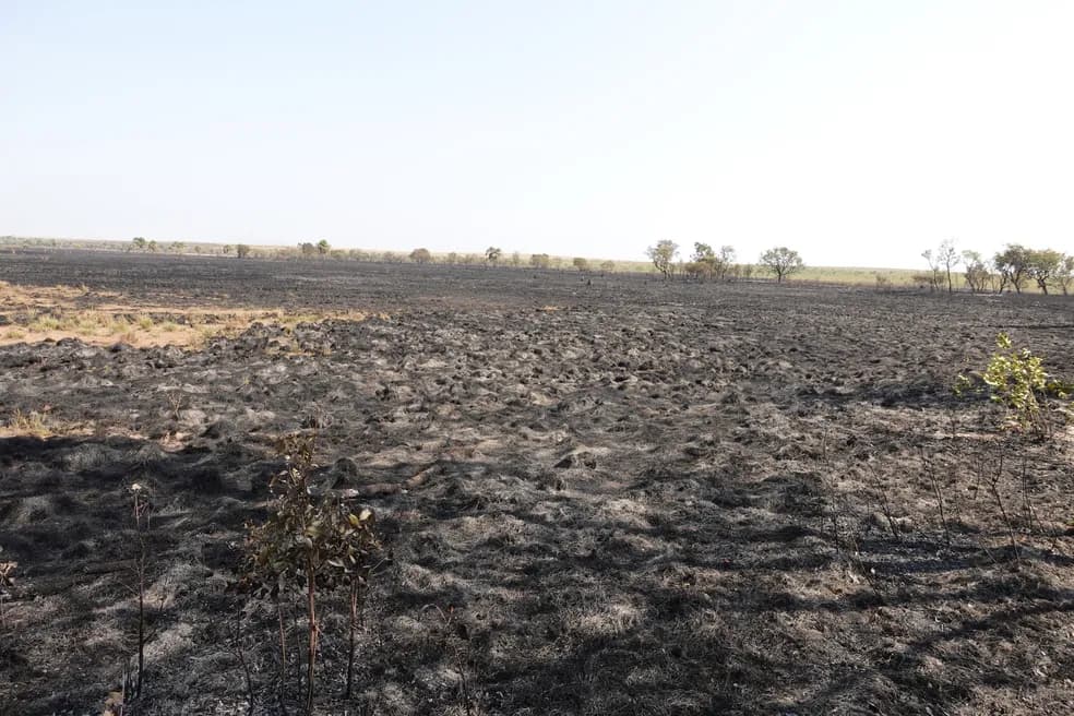 Área de capim dourado destruída por incêndio no TO equivale a 3 mil campos de futebol, diz Naturatins