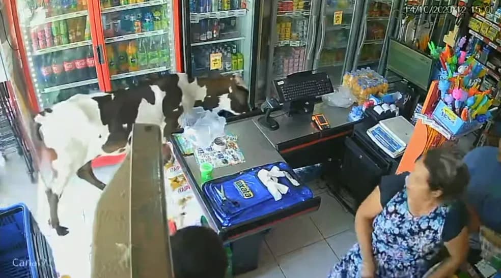 Vídeo: Vaca entra em comércio com ar-condicionado para fugir do calor
