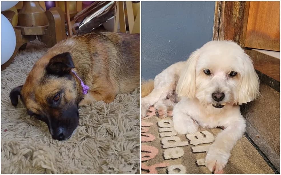 Cachorros morrem após serem esquecidos dentro de carro de pet shop, em SP