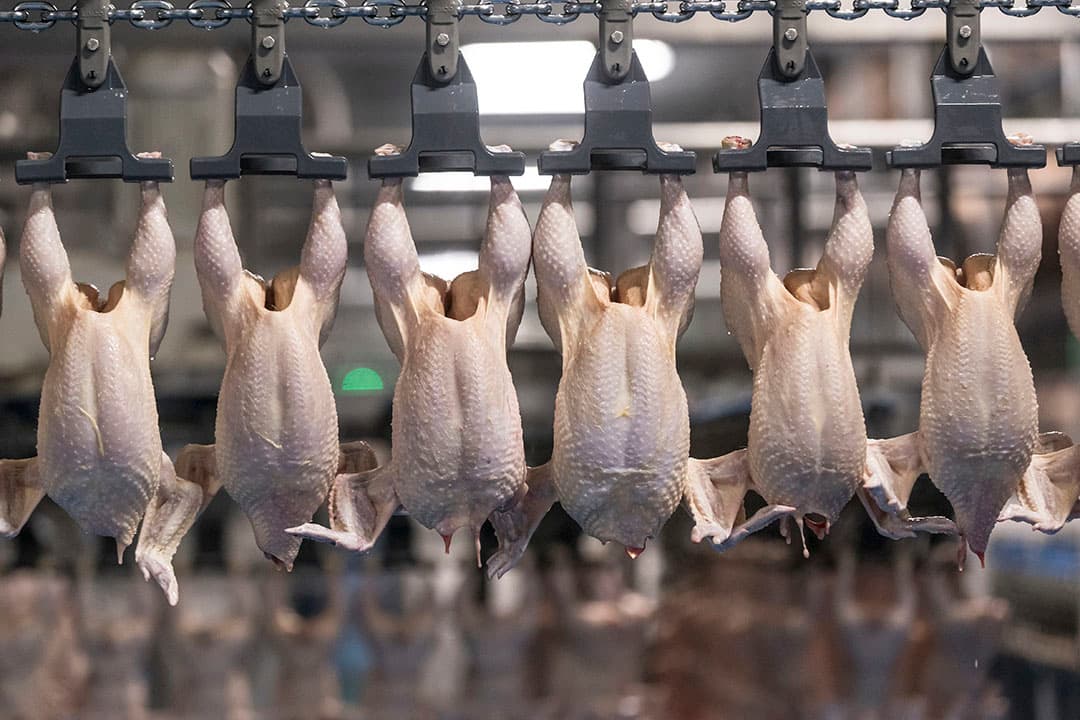 Frigorífico dos EUA recebe multa milionária após contratar crianças para desossar frangos
