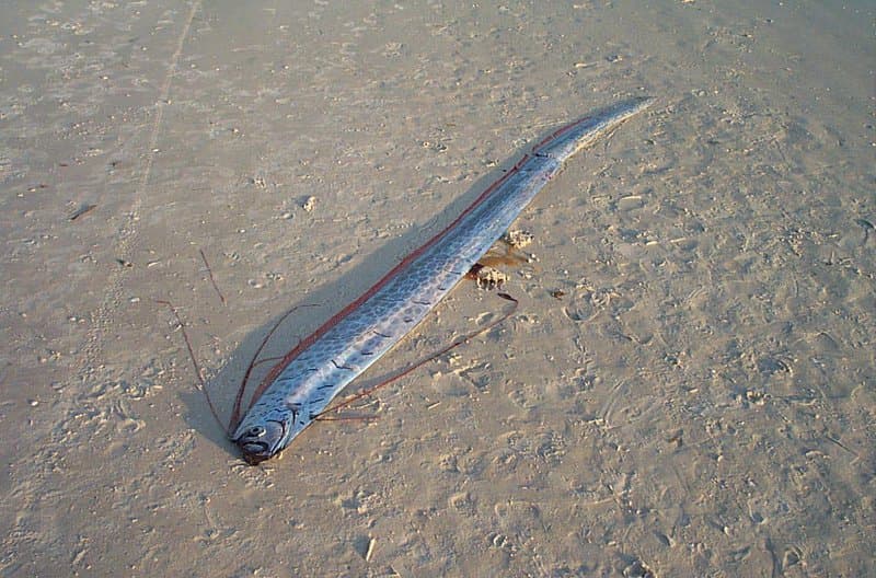 VÍDEO: Peixe anunciador de tragédias aparece no Caribe