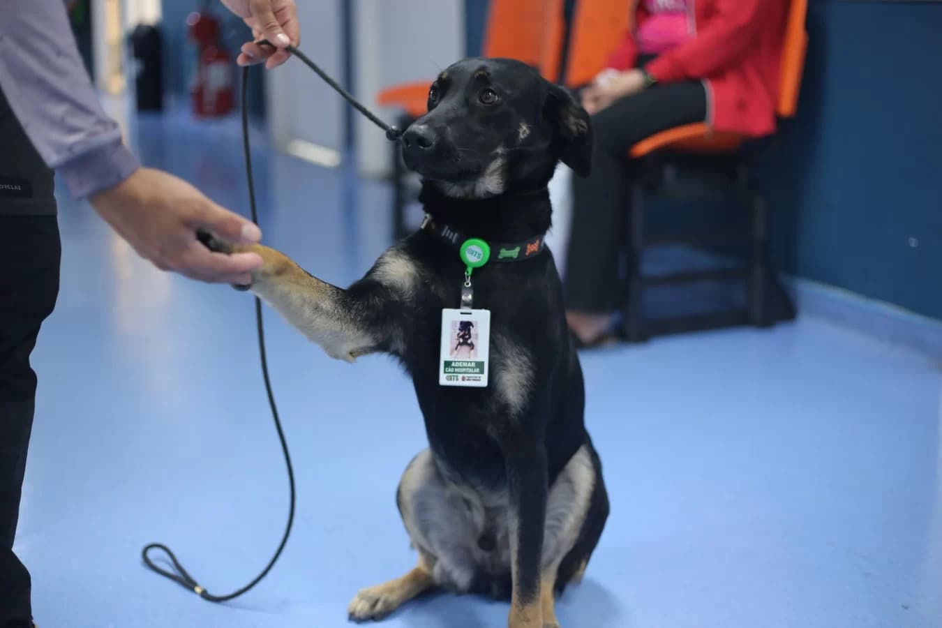 Hospital de SP adota vira-lata, que se torna o 1º “cão hospitalar” da rede de saúde
