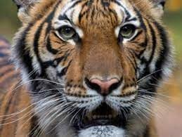 VÍDEO: Tigre corre atrás de homem dentro de mansão milionária
