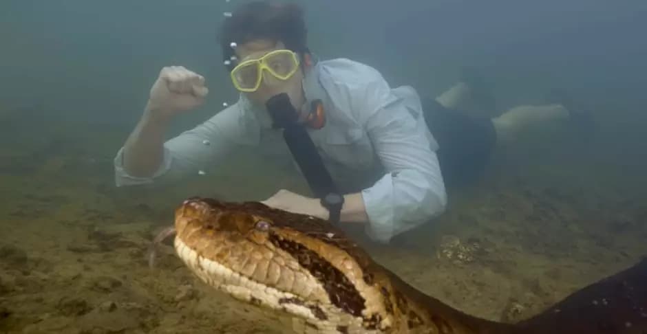 VÍDEO: Apresentador de TV encontra nova espécie de sucuri na Amazônia, com 8 m de comprimento