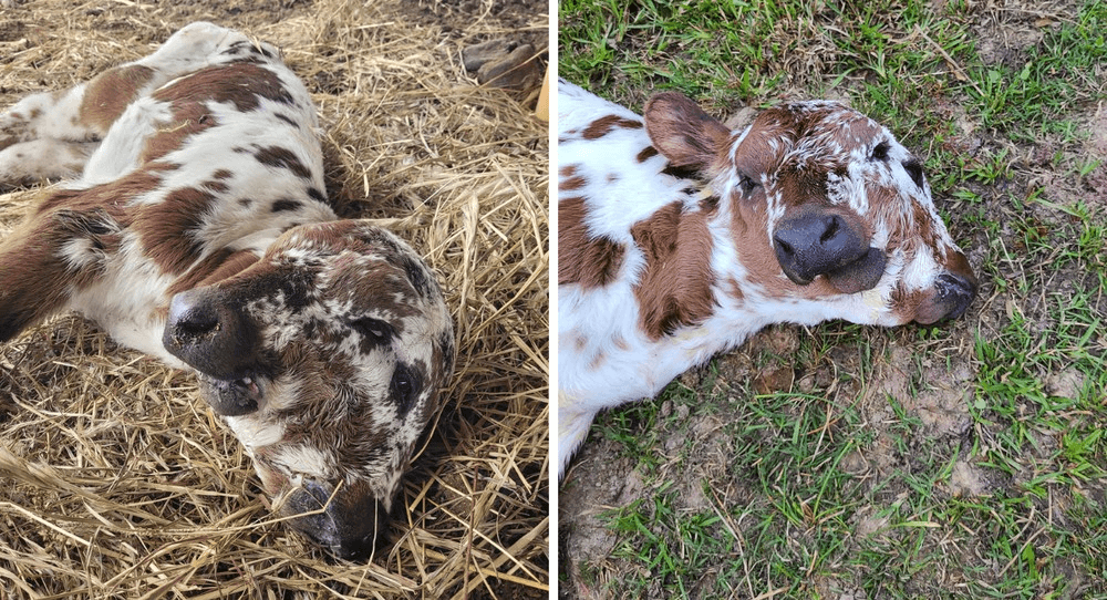 Bezerro nasce com duas cabeças e quatro olhos em fazenda nos EUA