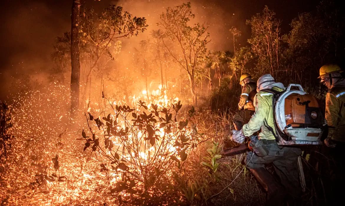 Pesquisadora diz que 99% dos incêndios florestais são por ação humana