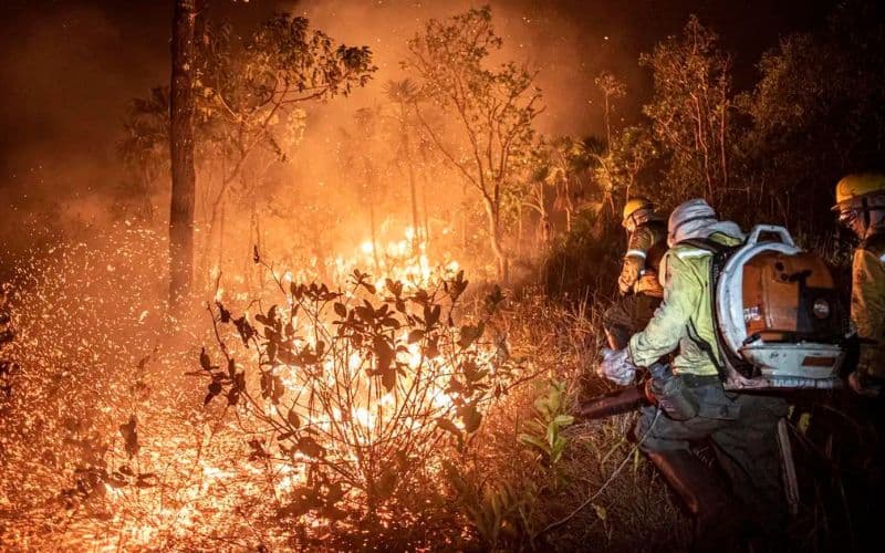 Brasil teve 11,39 milhões de hectares atingidos pelo fogo este ano