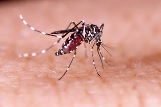 Câmara aprova PL para indenizar em R$ 50 mil e pensão vitalícia para vítimas do Zika vírus