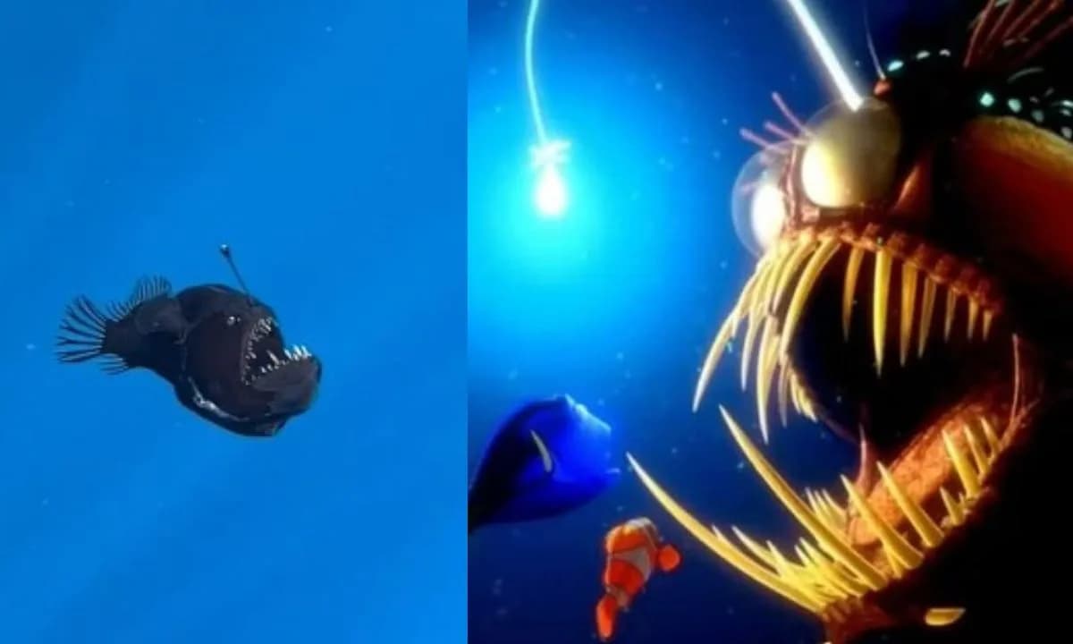 Incrível! Peixe “diabo negro” é visto  à luz do dia; VEJA VÍDEO