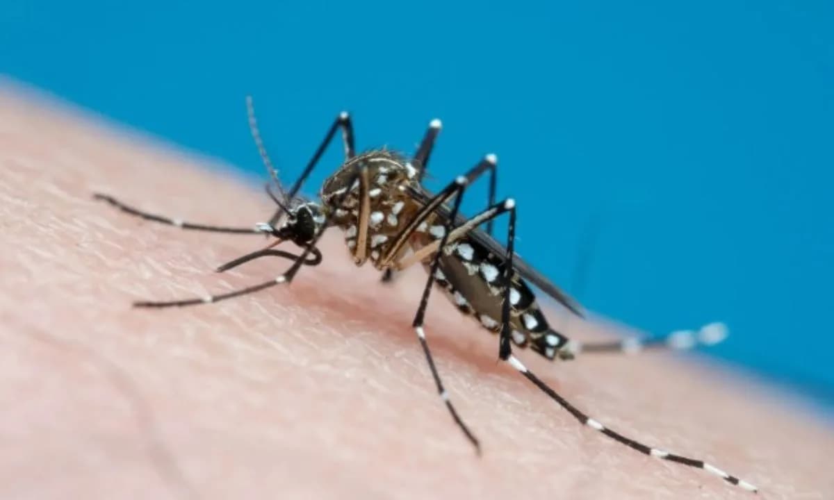 Casos de dengue tipo 3 crescem no continente americano