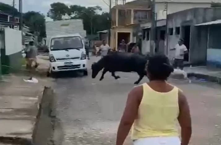 VÍDEO: boi foge de fazenda e invade casa em Nhamundá