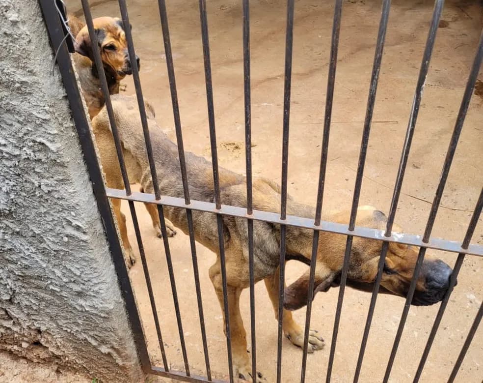 Projeto quer acabar com audiência de custódia para quem for preso em flagrante por maus-tratos a animais
