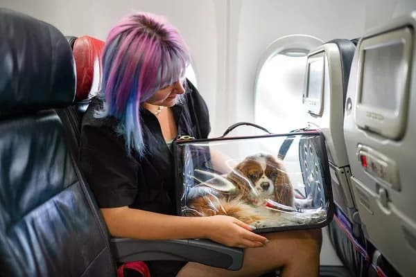 Justiça do Amazonas obriga empresa aérea a aceitar cão de suporte emocional na cabine