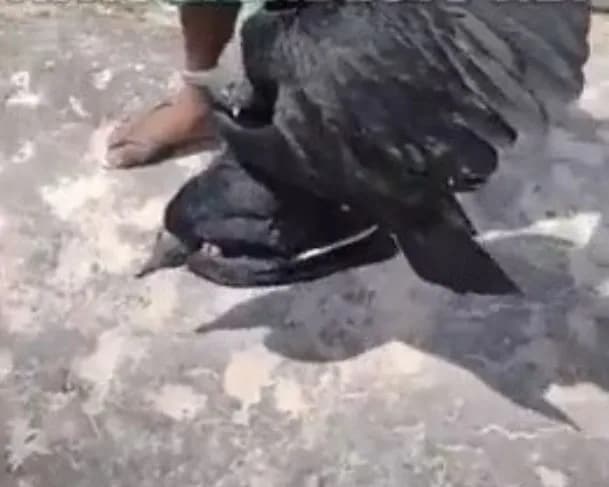 “Tá gordinha”: homem vende urubus como galinha caipira