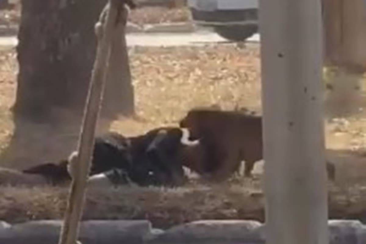 VÍDEO: Mulher é atacada por 6 cachorros em rua de Ceilândia, no Distrito Federal: “Achei que ia morrer”