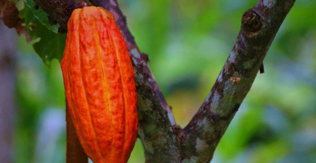 Como cultivo sustentável de cacau está substituindo a pecuária e ajudando a recuperar a floresta