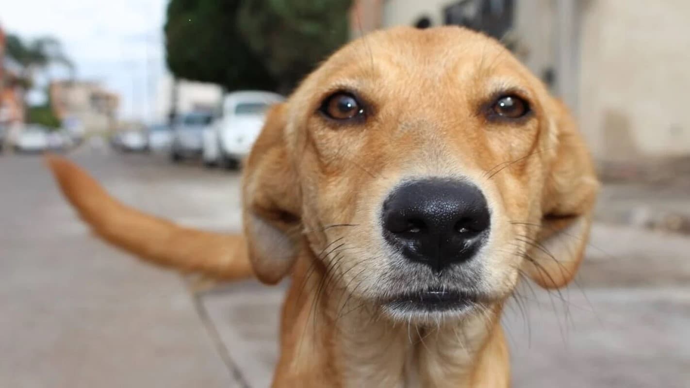 Câmara de Manaus pode criar a “Medalha Vira-Lata Caramelo” para homenagear defensores da causa animal