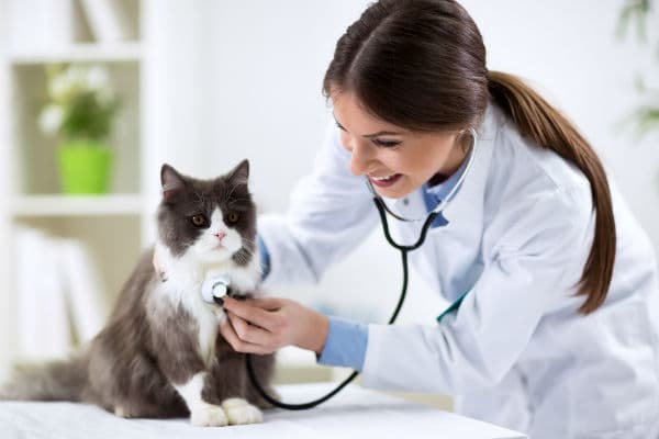 Exercício ilegal da medicina veterinária vira crime e rende até 2 anos de prisão