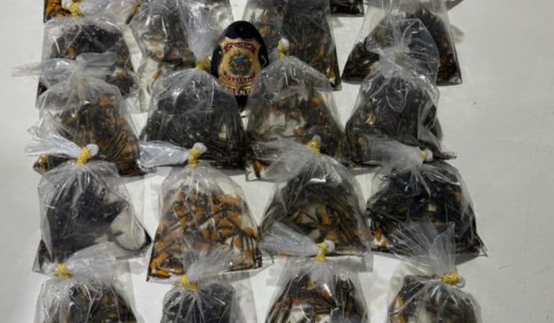 VÍDEO: Contrabandista é preso com mais de mil peixes ornamentais em Tabatinga