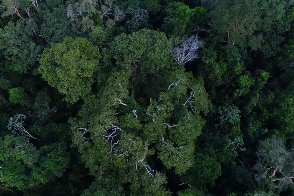 Após paralisação no governo Bolsonaro, Fundo Amazônia quadruplica ritmo de investimentos