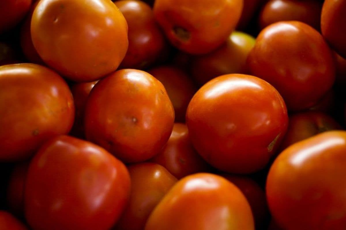 Tomate pode ter aliado contra a gordura no fígado; entenda a descoberta