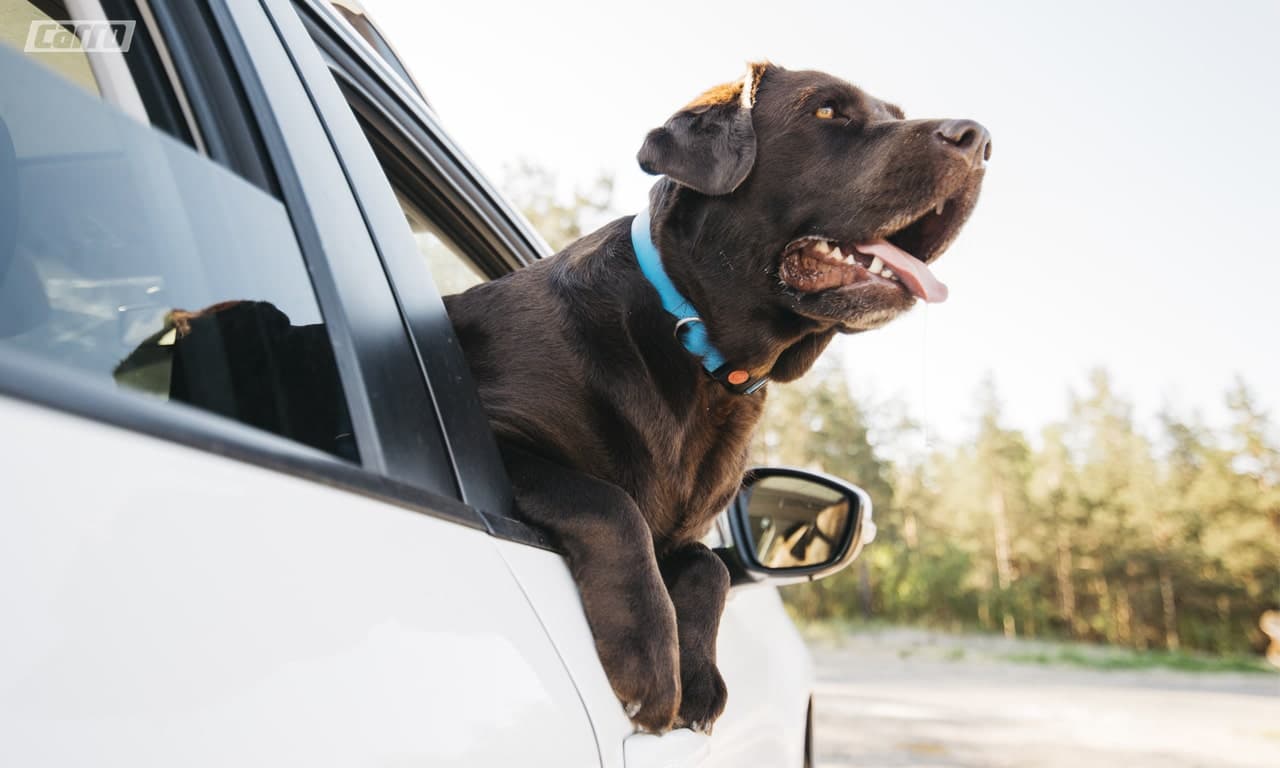 Motoristas que levarem pets soltos no carro podem ser penalizados em Manaus