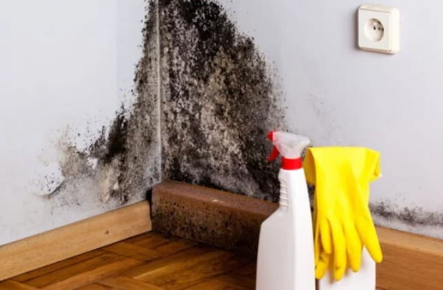 Tem mofo em casa? Saiba os riscos e como evitar o problema