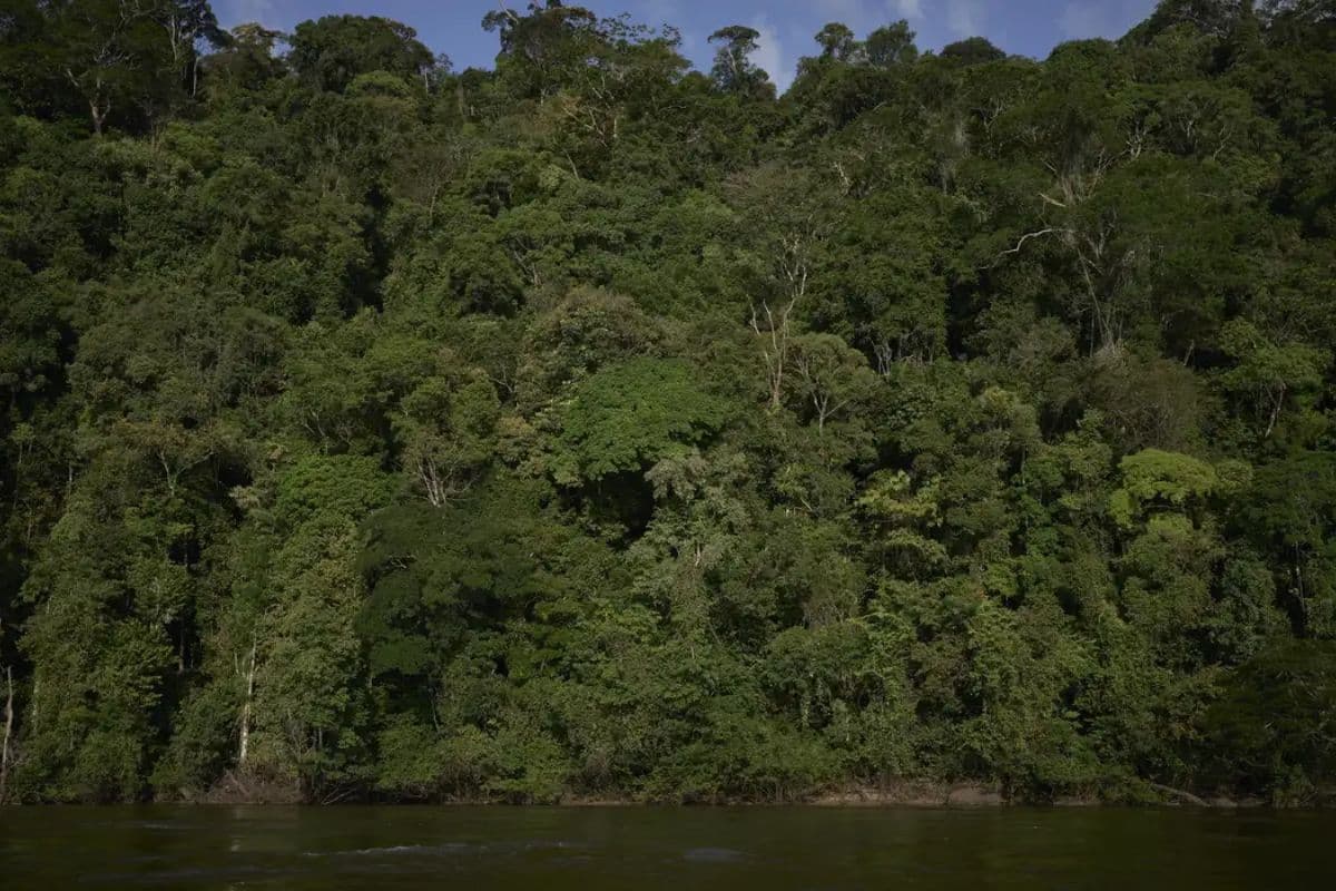 Amazônia muda para sobreviver a eventos extremos, aponta estudo