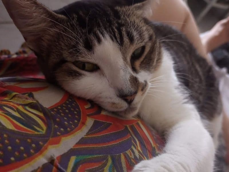 Castrou o pet? Veja os cuidados que podem evitar infecções, dor e até nova cirurgia