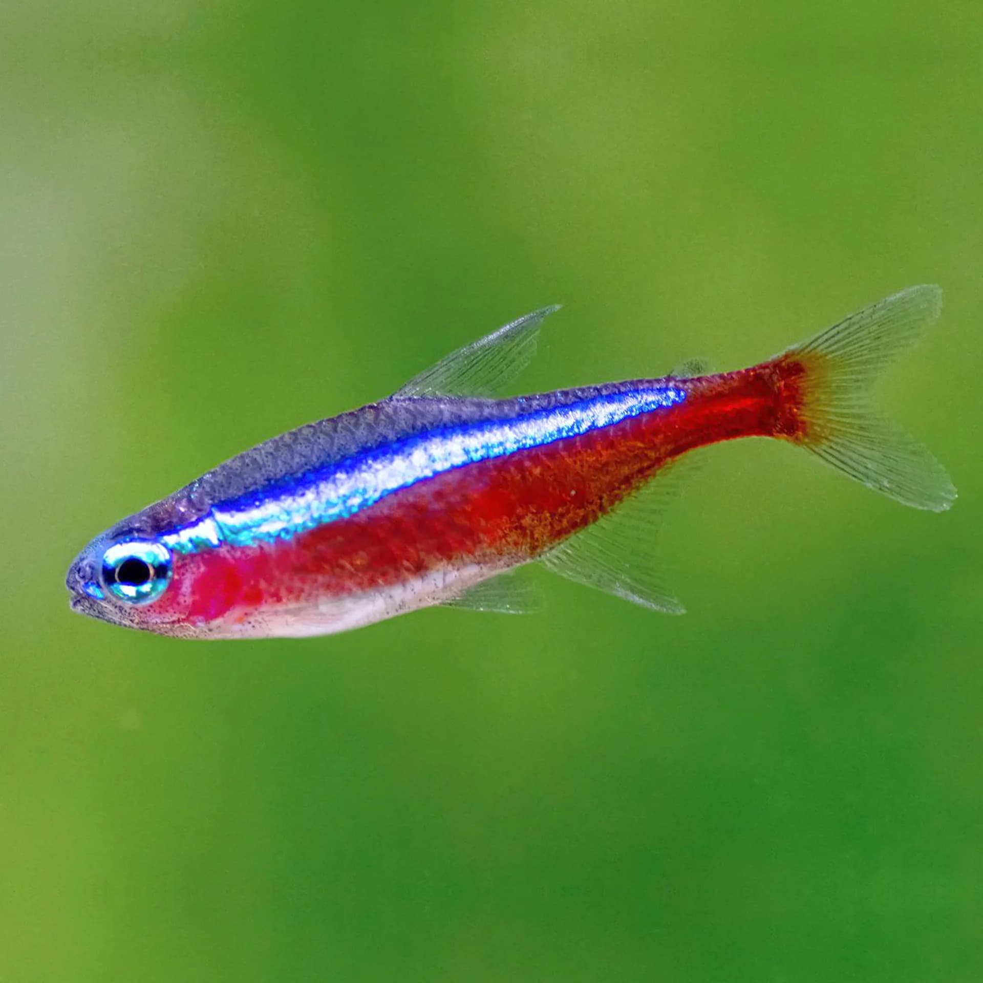 Peixes ornamentais: conheça mais sobre a criação e cuidados com os animais