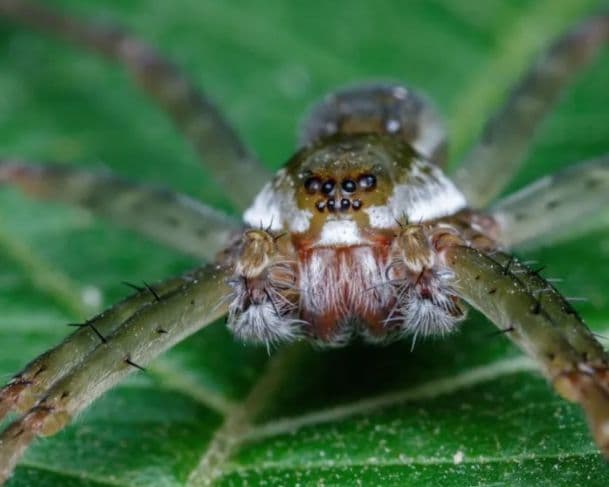 Pesquisa aponta que aranhas machos enganam fêmeas com “presentes” para acasalar