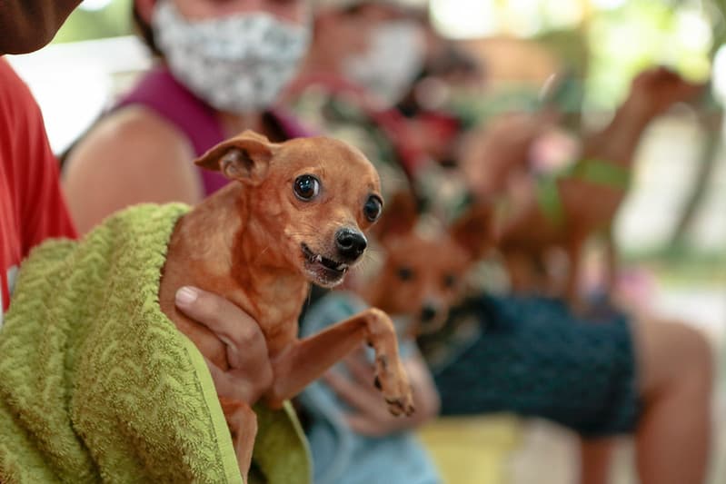 Dia dos Protetores de Animais pode ser 4 de outubro no Amazonas